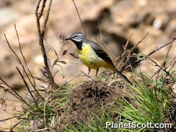 Grey Wagtail (Motacilla cinerea) Male