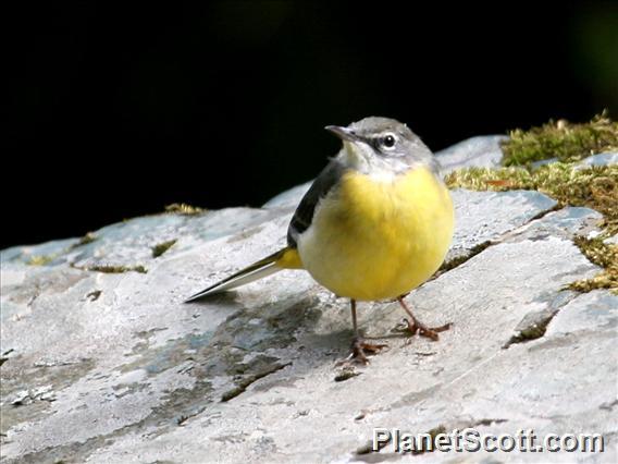 Grey Wagtail (Motacilla cinerea) Female