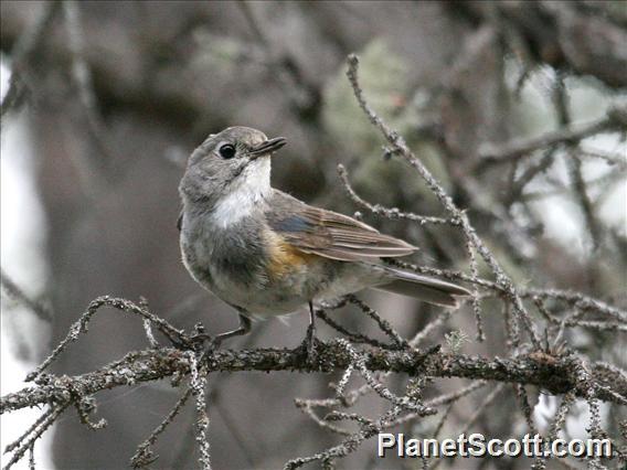 Birds - - Red-flanked Bluetail(Tarsiger cyanurus) - Photo by