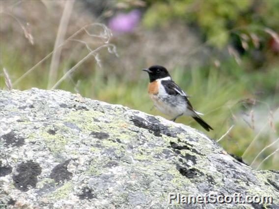 Siberian Stonechat (Saxicola maurus) Male Siberian ssp