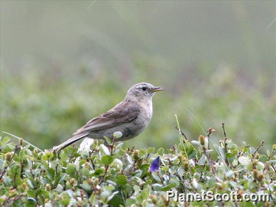 Water Pipit (Anthus spinoletta) 