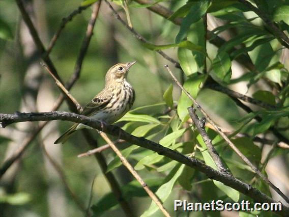 Tree Pipit (Anthus trivialis) 