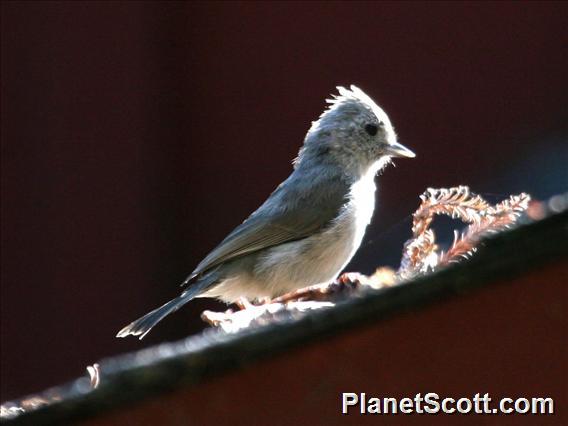 Oak Titmouse (Parus inornatus) 