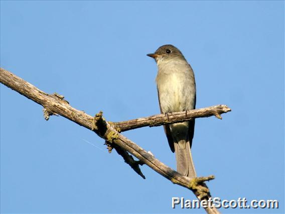 Eastern Wood-Pewee (Contopus virens) 