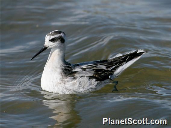 Red-necked Phalarope (Phalaropus lobatus) 