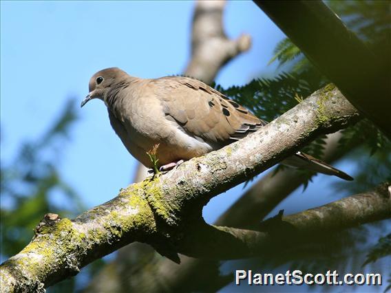 Mourning Dove (Zenaida macroura) 