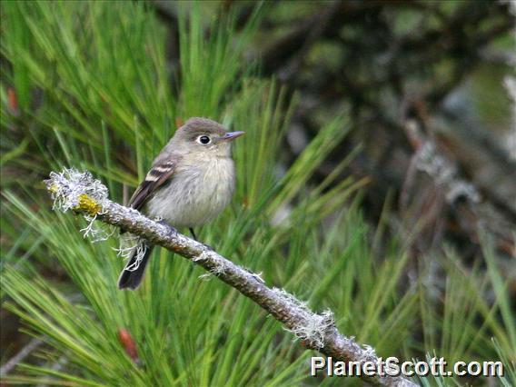 Western Flycatcher (Empidonax difficilis) 