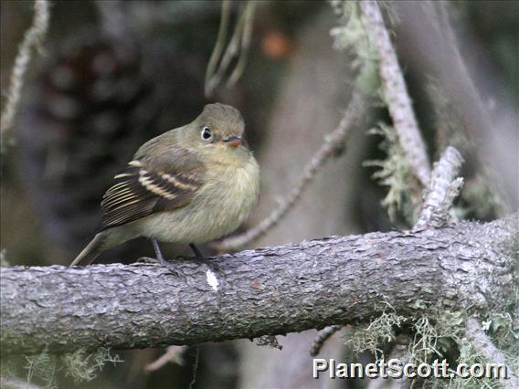 Western Flycatcher (Empidonax difficilis) 