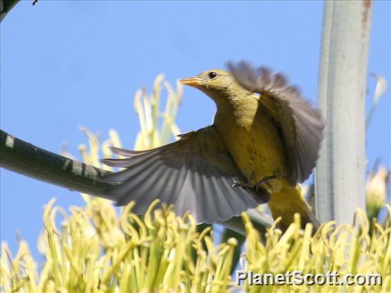 Western Tanager (Piranga ludoviciana) -  IN ACTION!