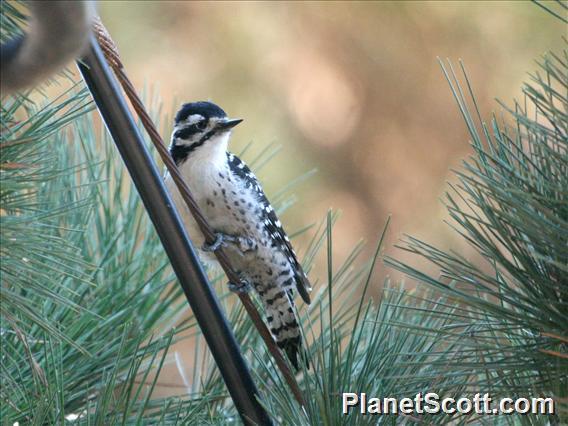 Nuttall's Woodpecker (Picoides nuttallii) 