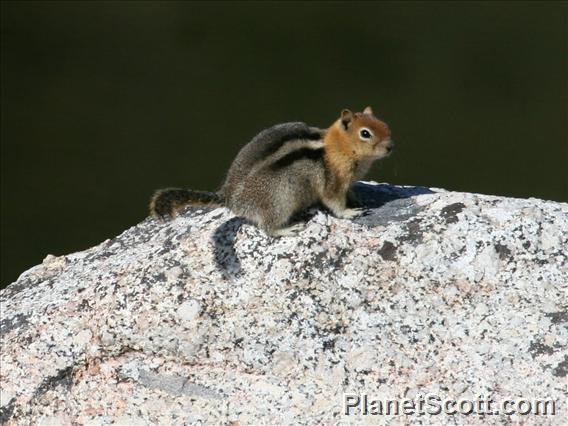 Golden-mantled Ground Squirrel (Callospermophilus lateralis) 