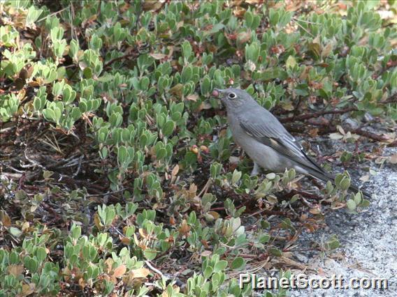 Townsend's Solitaire (Myadestes townsendi) 