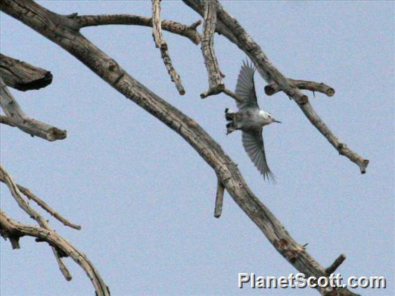 White-breasted Nuthatch (Sitta carolinensis) Flight