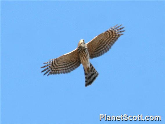 Sharp-shinned Hawk (Accipiter striatus) Flight