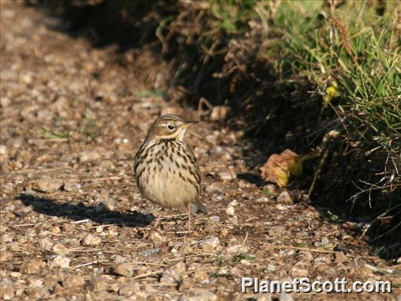 Red-throated Pipit (Anthus cervinus) 