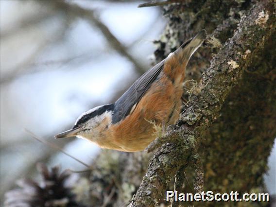 Red-breasted Nuthatch (Sitta canadensis) 