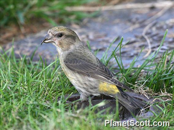 Red Crossbill (Loxia curvirostra) Female