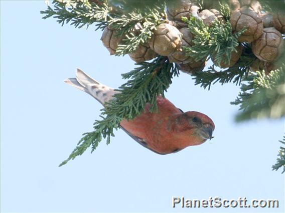 Red Crossbill (Loxia curvirostra) 