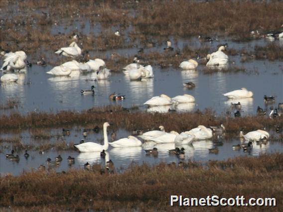 Tundra Swan (Cygnus columbianus) and various ducks