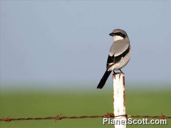 Loggerhead Shrike (Lanius ludovicianus) 