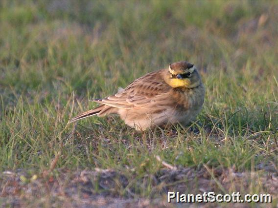 Horned Lark (Eremophila alpestris) Female