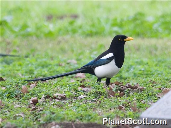 Yellow-billed Magpie (Pica nuttalli)