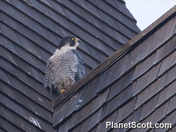 Peregrine Falcon (Falco peregrinus)