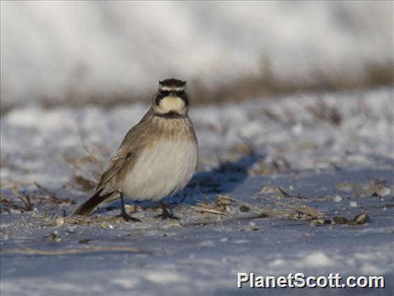 Horned Lark (Eremophila alpestris)