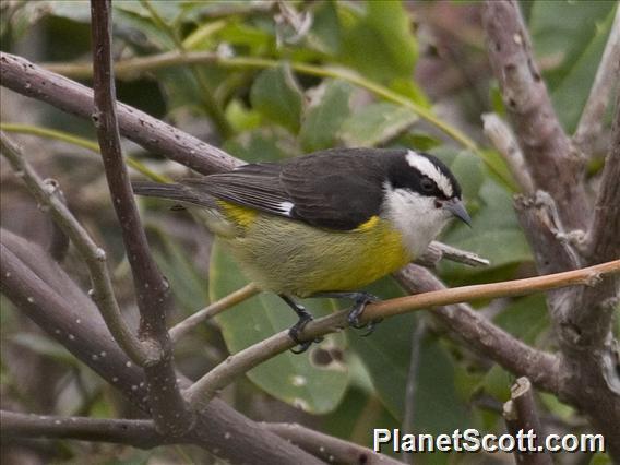 Bananaquit (Coereba flaveola) Cozumel caboti ssp.