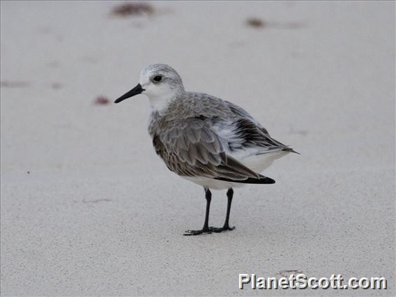 Sanderling (Calidris alba) Basic Plumage