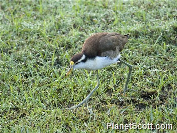 Northern Jacana (Jacana spinosa) Juvenile