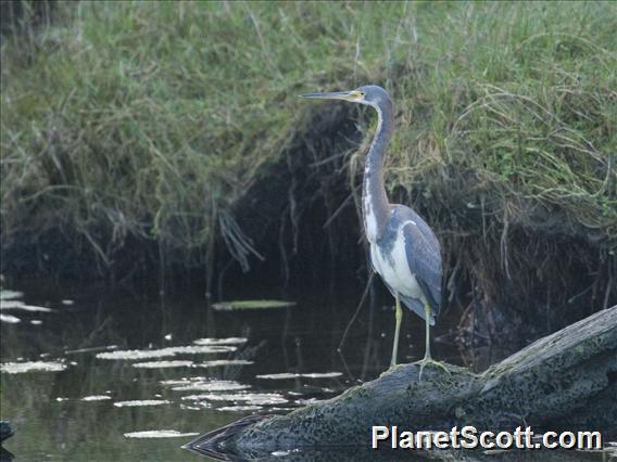 Tricolored Heron (Egretta tricolor)