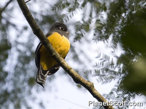 Violaceous Trogon (Trogon violaceus) - Female