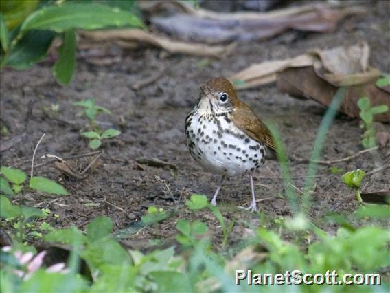 Wood Thrush (Catharus mustelinus)