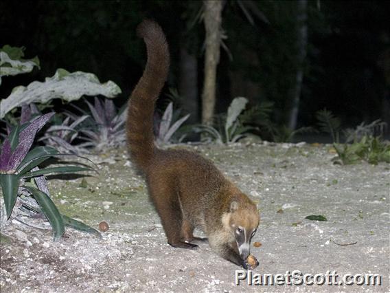 White-nosed Coati (Nasua narica)