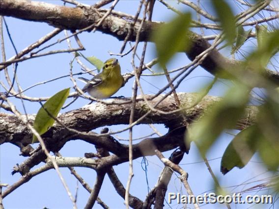 Yellow-throated Vireo (Vireo flavifrons)