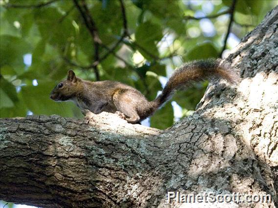 Deppe's Squirrel (Sciurus deppei)