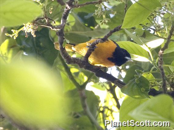 Northern Oriole (Icterus galbula) - Male (Baltimore Oriole)