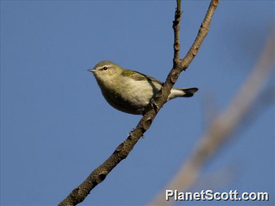 Tennessee Warbler (Vermivora peregrina)