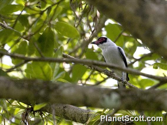 Masked Tityra (Tityra semifasciata)