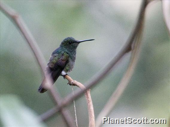 Blue-tailed Hummingbird (Amazilia cyanura)