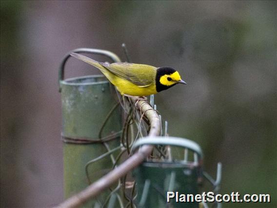 Hooded Warbler (Wilsonia citrina) - Male