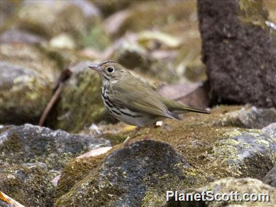 Ovenbird (Seiurus aurocapillus)