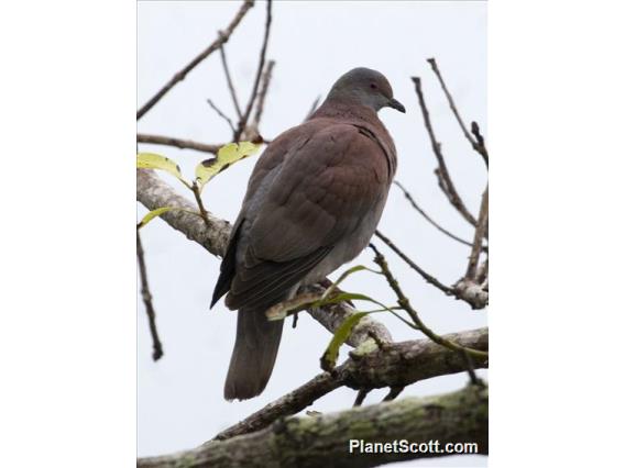 Pale-vented Pigeon (Columba cayennensis)