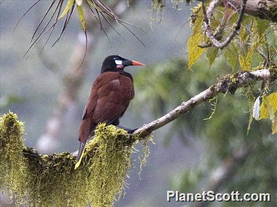 Montezuma Oropendola (Gymnostinops montezuma)