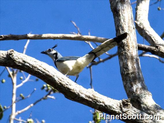 White-throated Magpie-Jay (Calocitta formosa)