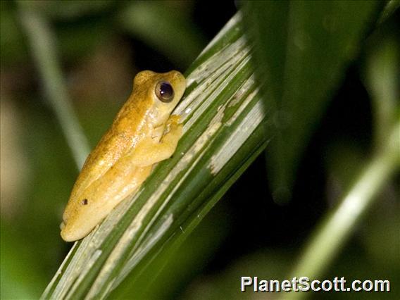 Yellow Treefrog (Dendropsophus microcephalus)