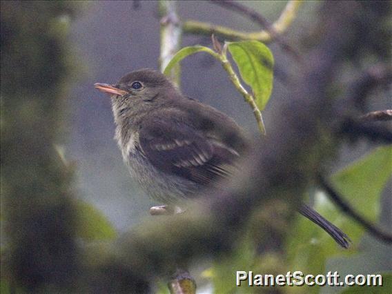 Mountain Elaenia (Elaenia frantzii)