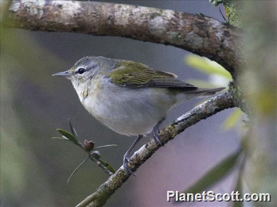 Tennessee Warbler (Vermivora peregrina)