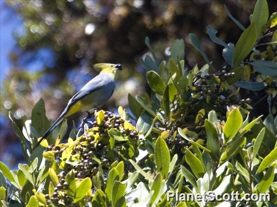 Long-tailed Silky-flycatcher (Ptilogonys caudatus)